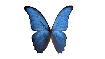 blue butterfly