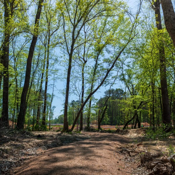 Trails in The Preserve