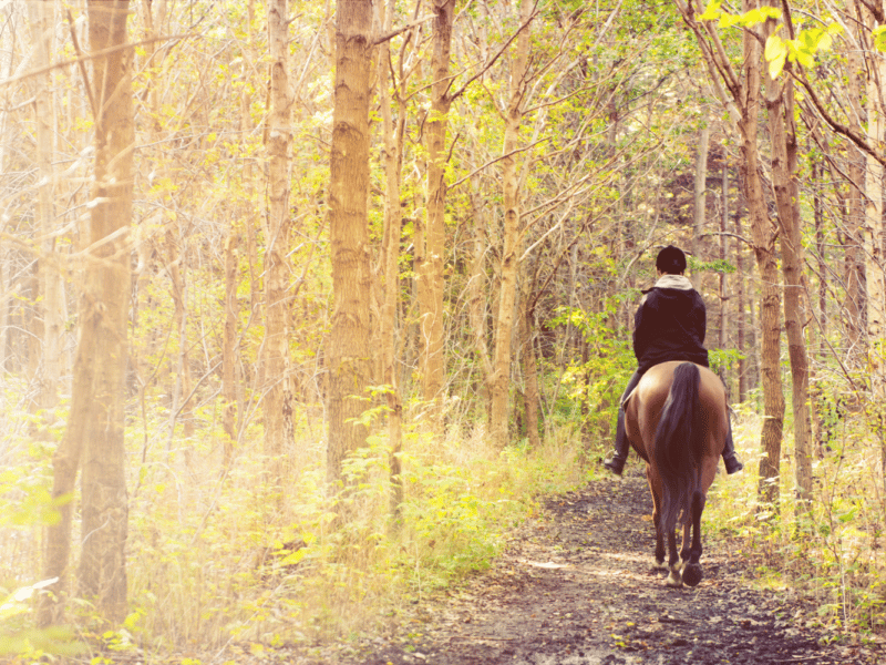 horse riding at the ranch